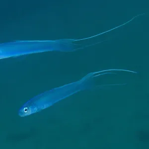 Thread-tail dartgoby (Ptereleotris hanae) Sharp Island or Kiu Tsui Chau, Kiu Tsui Country Park