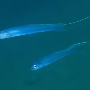 Thread-tail dartgoby Print: A photograph of a fish in its natural habitat Thread-tail dartgoby Print: A photograph of a fish in its natural habitat
