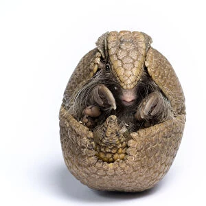 Three-banded Armadillo (Tolypeutes tricinctus) rolled up in defensive posture. Captive