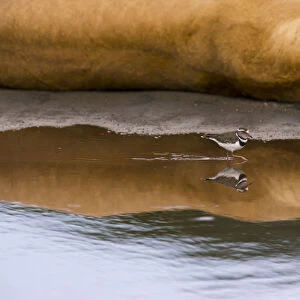 Three-banded plover (Charadrius tricollaris) in water, with Lion (Panthera leo) sleeping nearby