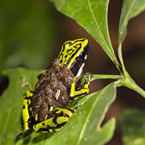 Three-striped poison frog (Ameerega trivittata) male carrying tadpoles, Panguana Reserve
