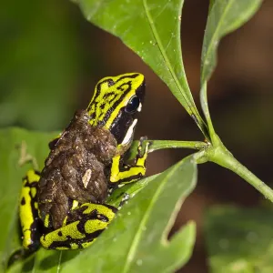 Three-striped poison frog male carrying tadpoles Print Three-striped poison frog male carrying tadpoles Print