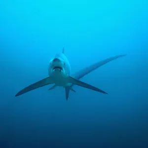 Thresher shark (Alopias pelagicus) swimming over seabed to be cleaned by cleaner wrasses