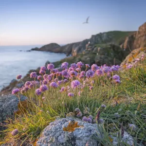 Trost (Armeria maritima), Sark, britische Kanalinseln, Mai Trost (Armeria maritima), Sark, britische Kanalinseln, Mai