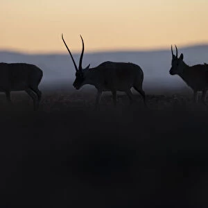 Tibetan antelope / Chiru (Pantholops hodgsonii) three silhouetted
