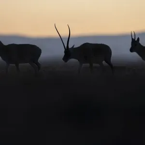 Tibetan Antelope Print, Silhouettes against Qinghai Sky Tibetan Antelope Print, Silhouettes against Qinghai Sky