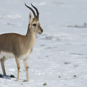 Tibetan Gazelle Print Tibetan Gazelle Print