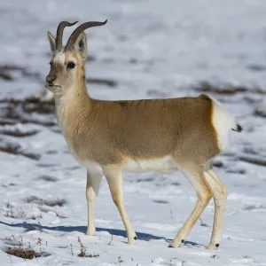 Tibetan gazelle (Procapra picticaudata) in snow. Hoh Xil Nature Reserve, Tibetan plateau