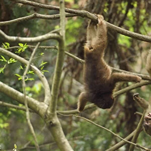 Tibetan macaque (Macaca thibetana) juveniles playing, hanging upside down in tree