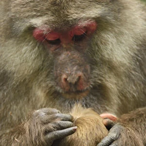 Tibetan macaque (Macaca thibetana) female grooming infant, Tangjiahe National Nature Reserve