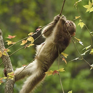 Tibetan macaque (Macaca thibetana) infant playing in a tree, Tangjiahe National Nature Reserve