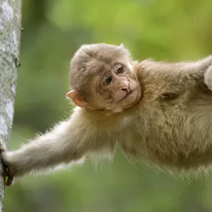 Tibetan macaque (Macaca thibetana) baby playing in tree, Tangjiahe Nature Reserve