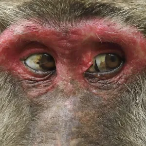 Tibetan macaque (Macaca thibetana) close up of eyes of female, Tangjiahe National Nature Reserve Tibetan macaque (Macaca thibetana) close up of eyes of female, Tangjiahe National Nature Reserve