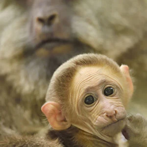 Tibetan macaque (Macaca thibetana) female with baby, Tangjiahe National Nature Reserve