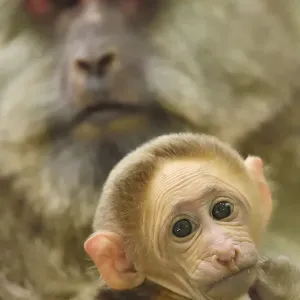 Tibetan macaque (Macaca thibetana) female with baby, Tangjiahe National Nature Reserve Tibetan macaque (Macaca thibetana) female with baby, Tangjiahe National Nature Reserve