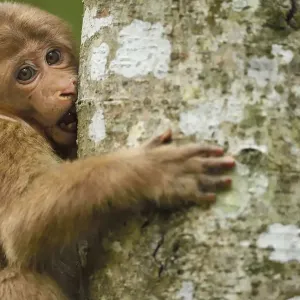Tibetan macaque (Macaca thibetana) infant climbing tree, Tangjiahe National Nature Reserve Tibetan macaque (Macaca thibetana) infant climbing tree, Tangjiahe National Nature Reserve