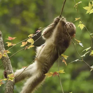 Tibetan macaque (Macaca thibetana) infant playing in a tree, Tangjiahe National Nature Reserve Tibetan macaque (Macaca thibetana) infant playing in a tree, Tangjiahe National Nature Reserve