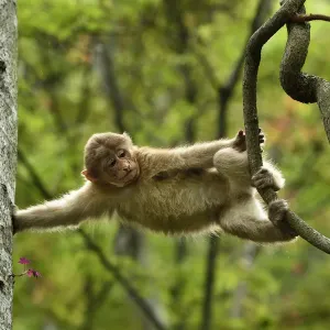Tibetan macaque (Macaca thibetana) juvenile climbing in a tree in Tangjiahe Nature Reserve Tibetan macaque (Macaca thibetana) juvenile climbing in a tree in Tangjiahe Nature Reserve
