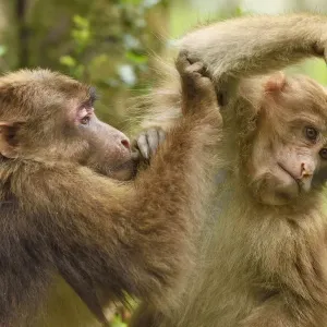 Tibetan macaque (Macaca thibetana) juveniles grooming each other, Tangjiahe National Nature Reserve Tibetan macaque (Macaca thibetana) juveniles grooming each other, Tangjiahe National Nature Reserve