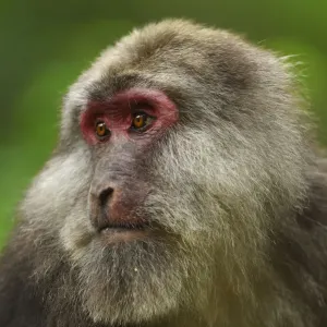 Tibetan macaque Print, Sichuan Province, China Tibetan macaque Print, Sichuan Province, China