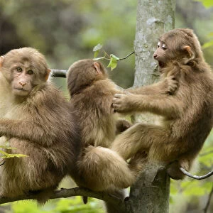 Tibetan macaques (Macaca thibetana) babies playing, Tangjiahe Nature Reserve, Sichuan