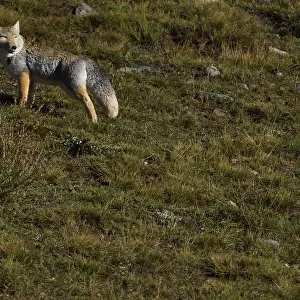 Tibetan sand fox (Vulpes ferrilata), Valley near Yushu, Tibetan Plateau, Qinghai, China