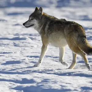 Tibetan Wolf Print in Snow, Qinghai China Tibetan Wolf Print in Snow, Qinghai China