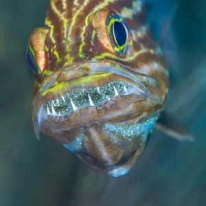 Tiger cardinalfish (Cheilodipterus macrodon) male mouthbrooding eggs in his mouth