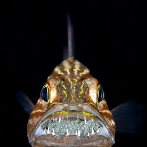 Tiger cardinalfish (Cheilodipterus macrodon) male mouth brooding a clutch of eggs behind