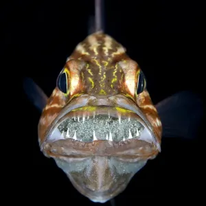 Red Sea Print: Tiger Cardinalfish Mouth Brooding Red Sea Print: Tiger Cardinalfish Mouth Brooding