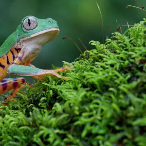 Tiger leg monkey frog / Tiger-striped monkey frog (Phyllomedusa tomopterna) portrait