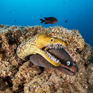 Tiger moray / Fangtooth Moray (Enchelycore anatina) and Black moray eel (Muraena augusti)