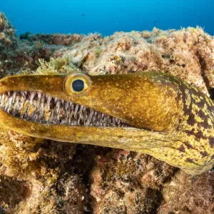 Tiger moray / Fangtooth Moray (Enchelycore anatina), South Tenerife, Canary Islands Tiger moray / Fangtooth Moray (Enchelycore anatina), South Tenerife, Canary Islands