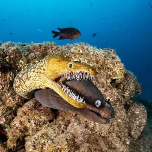 Le moray tigre / Moray à dents de serre (Enchelycore anatina) et le congre noir (Muraena augusti). Le moray tigre / Moray à dents de serre (Enchelycore anatina) et le congre noir (Muraena augusti).