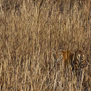 Tiger (Panthera tigris) camouflaged amongst tall grass, looking back at photographer