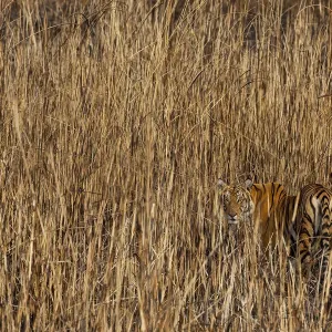 Tiger Print: Camouflaged in Tall Grass, Assam