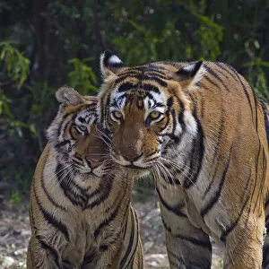 Tiger (Panthera tigris), female and cub, Ranthambhore National Park, Rajasthan, India