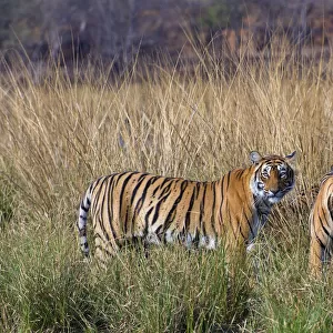 Tiger (Panthera tigris), female with large cubs, Ranthambhore National Park, Rajasthan