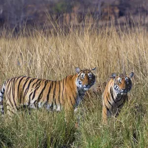 Female tiger with large cubs print Female tiger with large cubs print