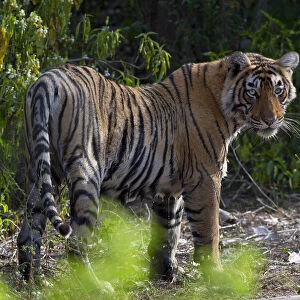 Tiger (Panthera tigris), in forest, wet after coming out of water, Ranthambhore National Park