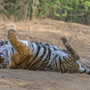Tiger Print: Rolling on Back After Feeding Tiger Print: Rolling on Back After Feeding