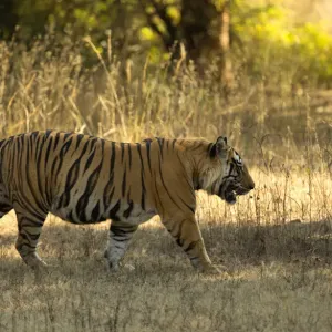 Male Tiger Print, Bandhavgarh India 2013 Male Tiger Print, Bandhavgarh India 2013