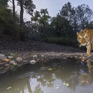Tiger (Panthera tigris tigris) dominant male tiger approaching Beja pani waterhole