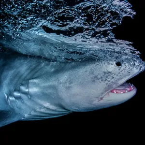 Tiger shark (Galeocerdo cuvier) swimming close to surface at night, Tiger Beach, Bahamas, Caribbean Sea Tiger shark (Galeocerdo cuvier) swimming close to surface at night, Tiger Beach, Bahamas, Caribbean Sea