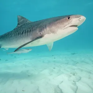 Tiger shark Print: A sandy seabed scene with a swimming tiger shark Tiger shark Print: A sandy seabed scene with a swimming tiger shark