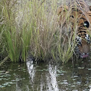 Tigress drinking water (Panthera tigris tigris) hidden in long grass