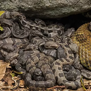 Timber rattlesnake (Crotalus horridus) females and newborn young at maternity site