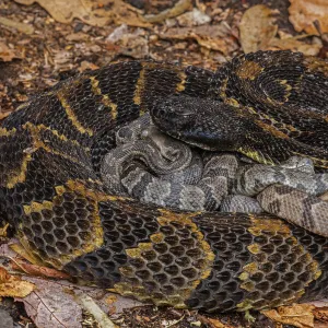 Timber rattlesnake (Crotalus horridus) female with newborn young, Pennsylvania, USA