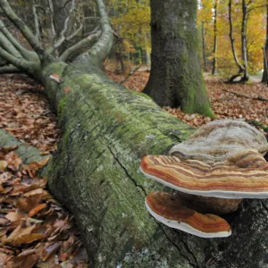 Tinder bracket fungus / Hoof fungus / Tinder polypore / Horses hoof (Fomes fomentarius)