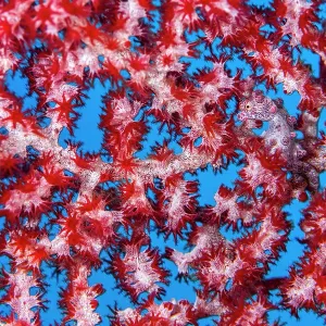 Un caballito de mar pigmeo (Hippocampus bargibanti) de 1 cm se esconde en las ramas de su fanerógama hogar (Muricella sp.) en un arrecife coralino. Islas Daram, Misool, Raja Ampat, Papúa Occidental, Indonesia. Mar Ceram. Un caballito de mar pigmeo (Hippocampus bargibanti) de 1 cm se esconde en las ramas de su fanerógama hogar (Muricella sp.) en un arrecife coralino. Islas Daram, Misool, Raja Ampat, Papúa Occidental, Indonesia. Mar Ceram.